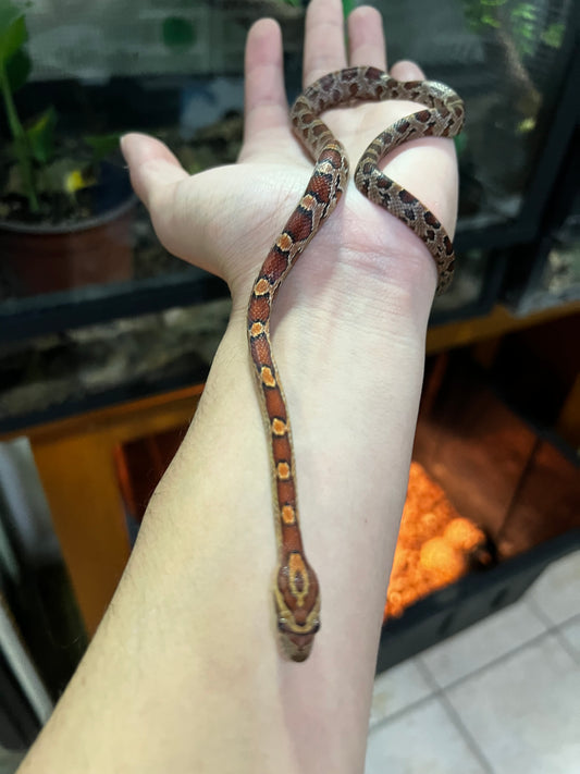 SERPIENTE MAICERA NORMAL