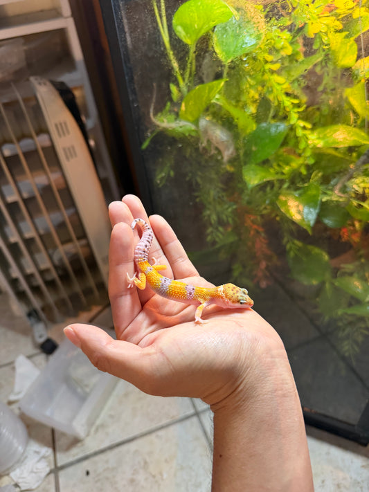 GECKO LEOPARDO HIGH YELLOW INCUBADO PARA MACHO 170