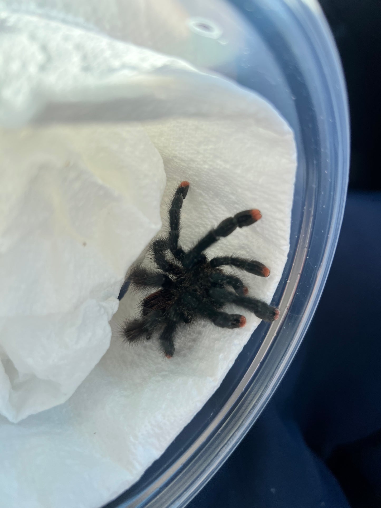 Tarántula dedos rosas
