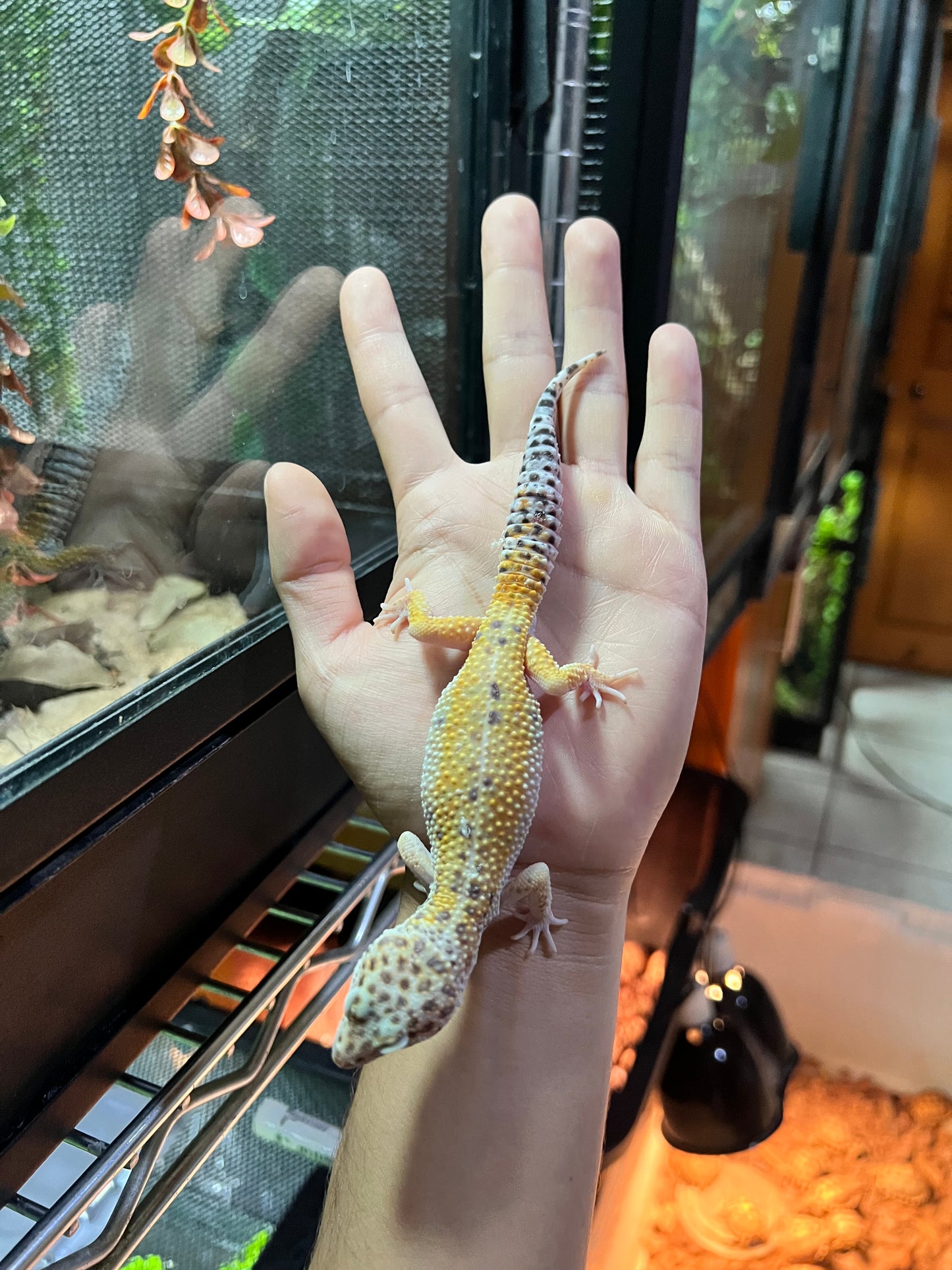 HYPO TANGERINE MACHO 18