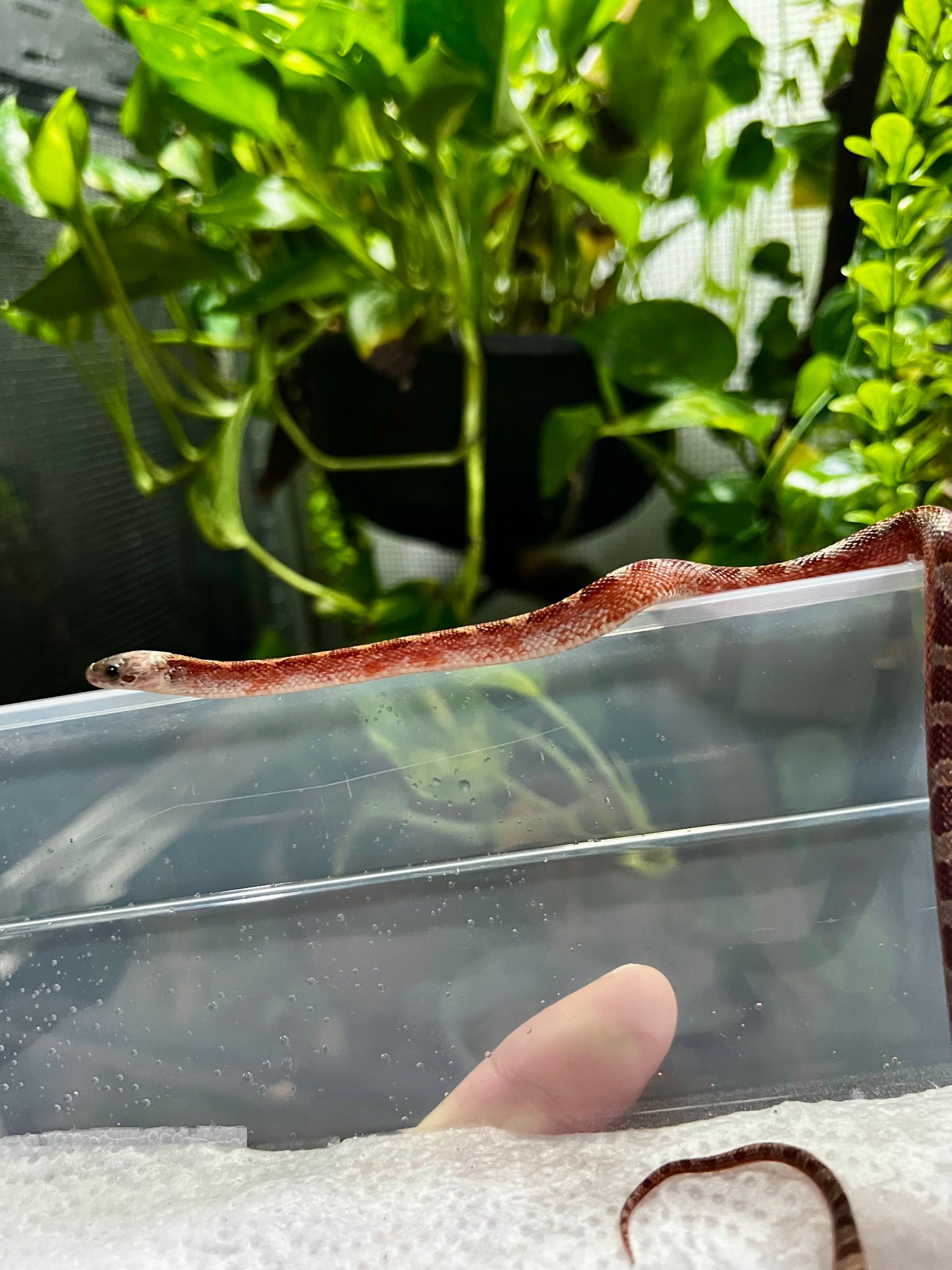 SERPIENTE MAICERA BLOOD RED PIED SIDE MACHO 14