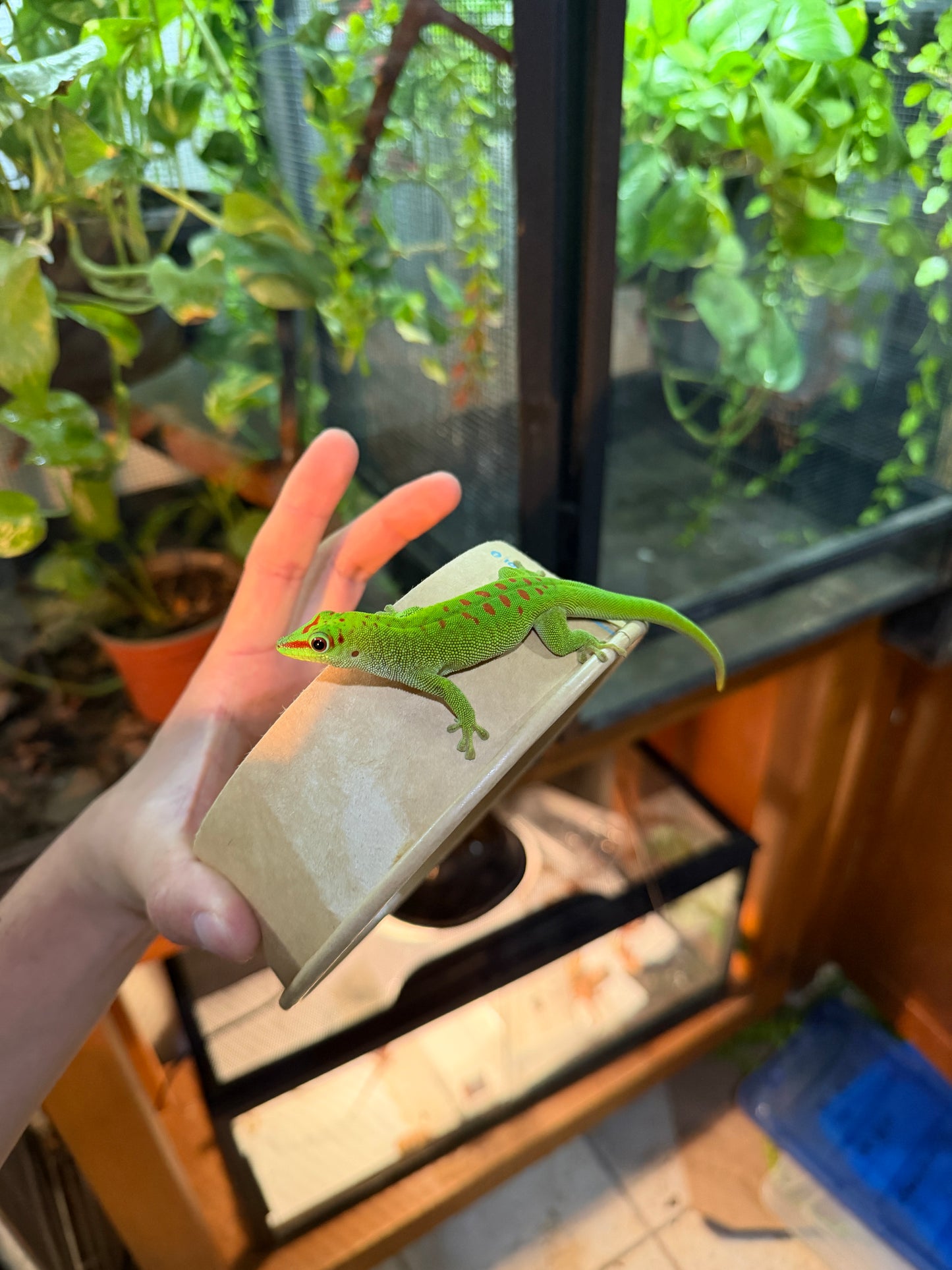 GECKO GIGANTE DE MADAGASCAR JUVENIL 1 CON APROVECHAMIENTO EMITIDO POR SEMARNAT