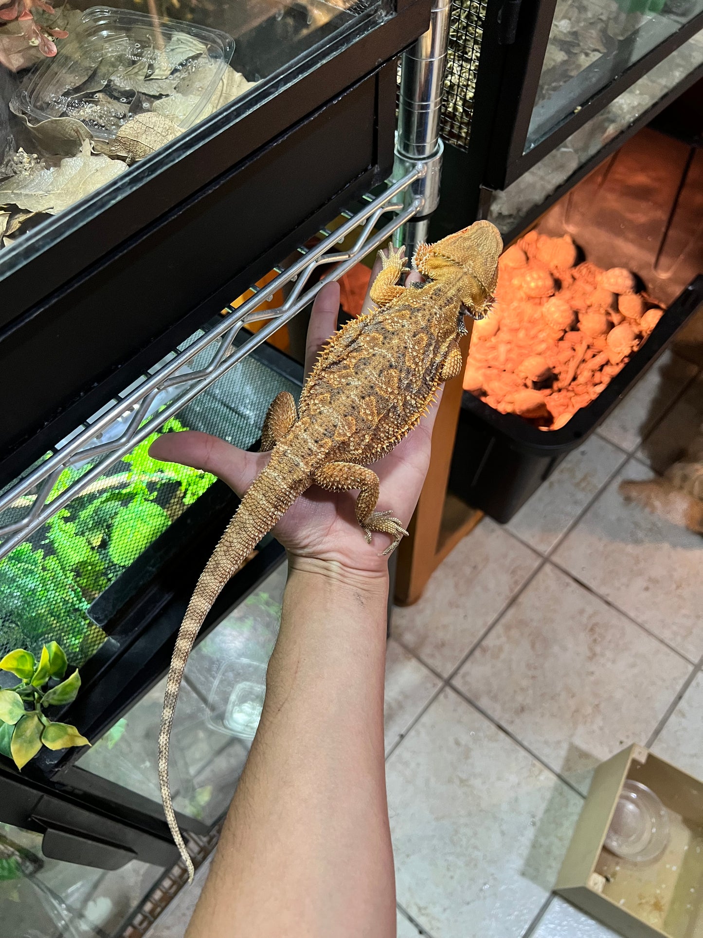 DRAGÓN BARBUDO ROJO SUB ADULTO