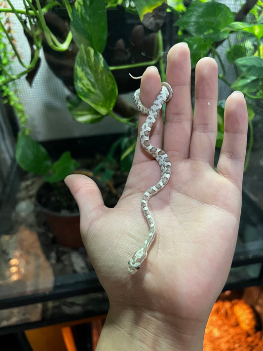 SERPIENTE MAICERA GHOST MACHO 1