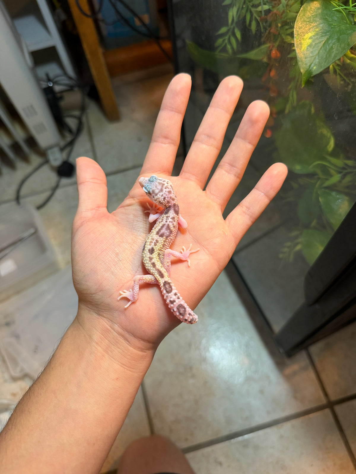 GECKO LEOPARDO MACK SNOW RAPTOR INCUBADO PARA HEMBRA 141