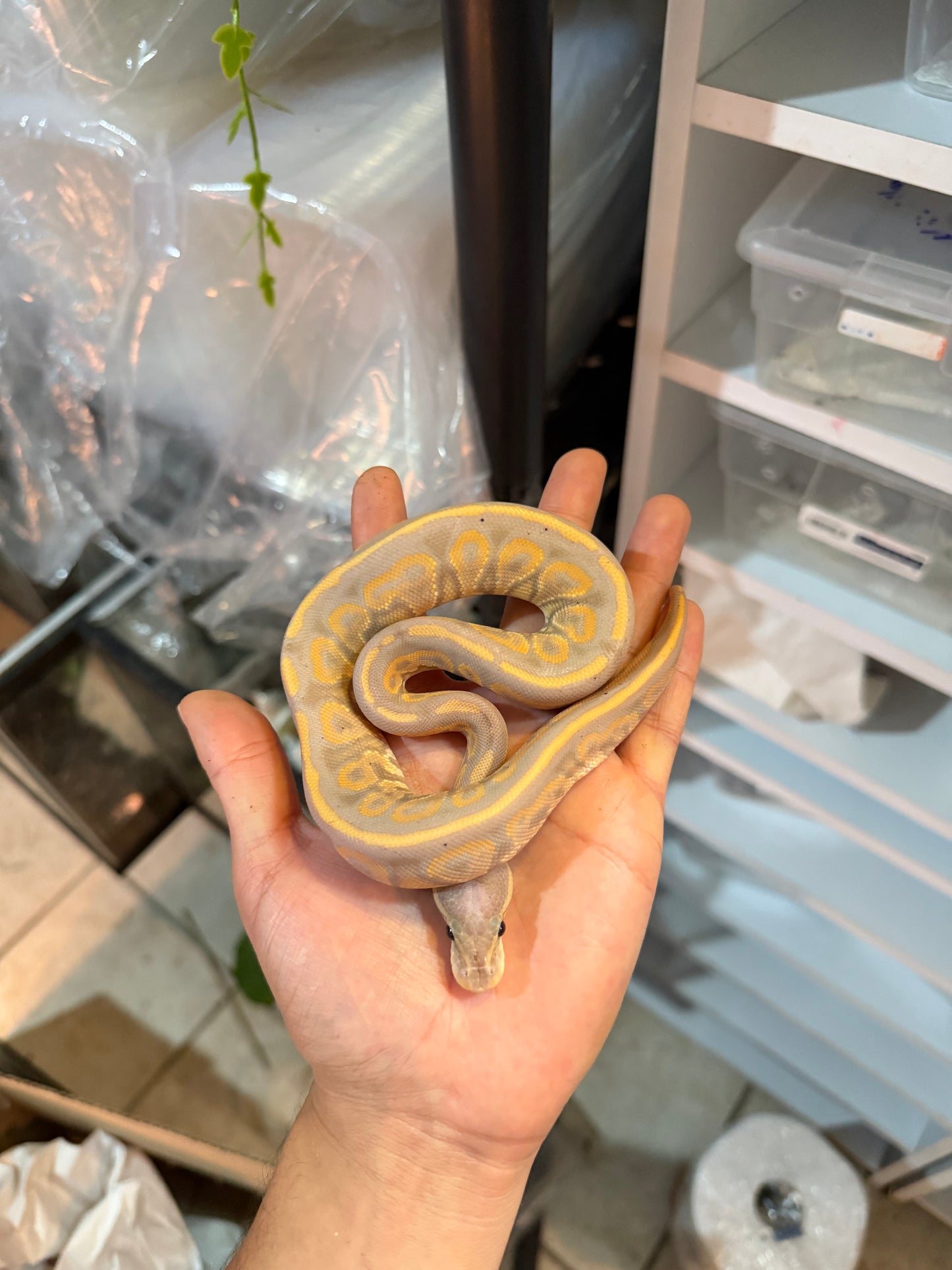 PITÓN BOLA BANANA CINNAMON MACHO