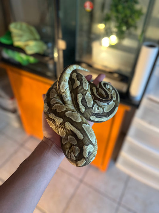 CYPRESS LESSER ADULTO