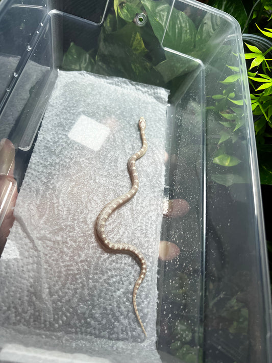 SERPIENTE MAICERA SNOW HEMBRA 38