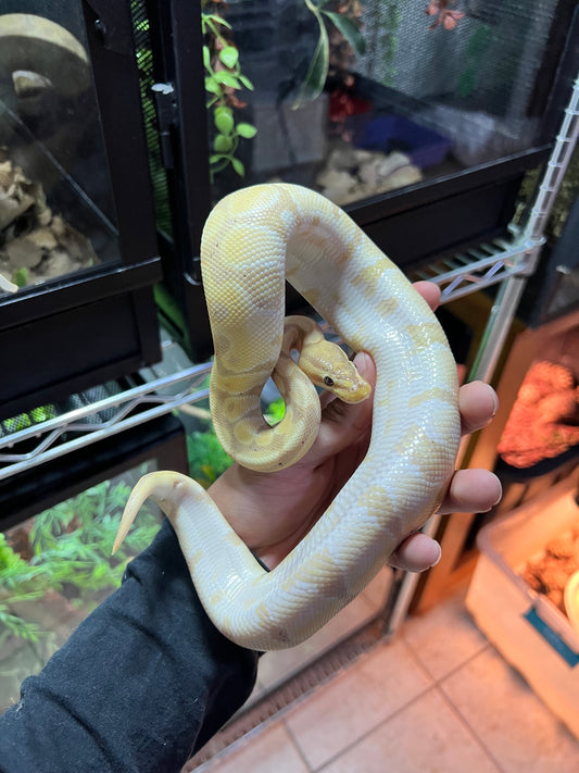 PITÓN BOLA BANANA MOJAVE SUB ADULTO 23