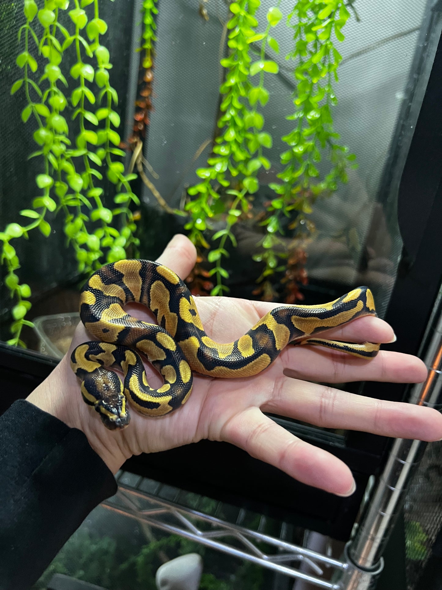 ORANGE DREAM YELLOW BELLY MACHO 61