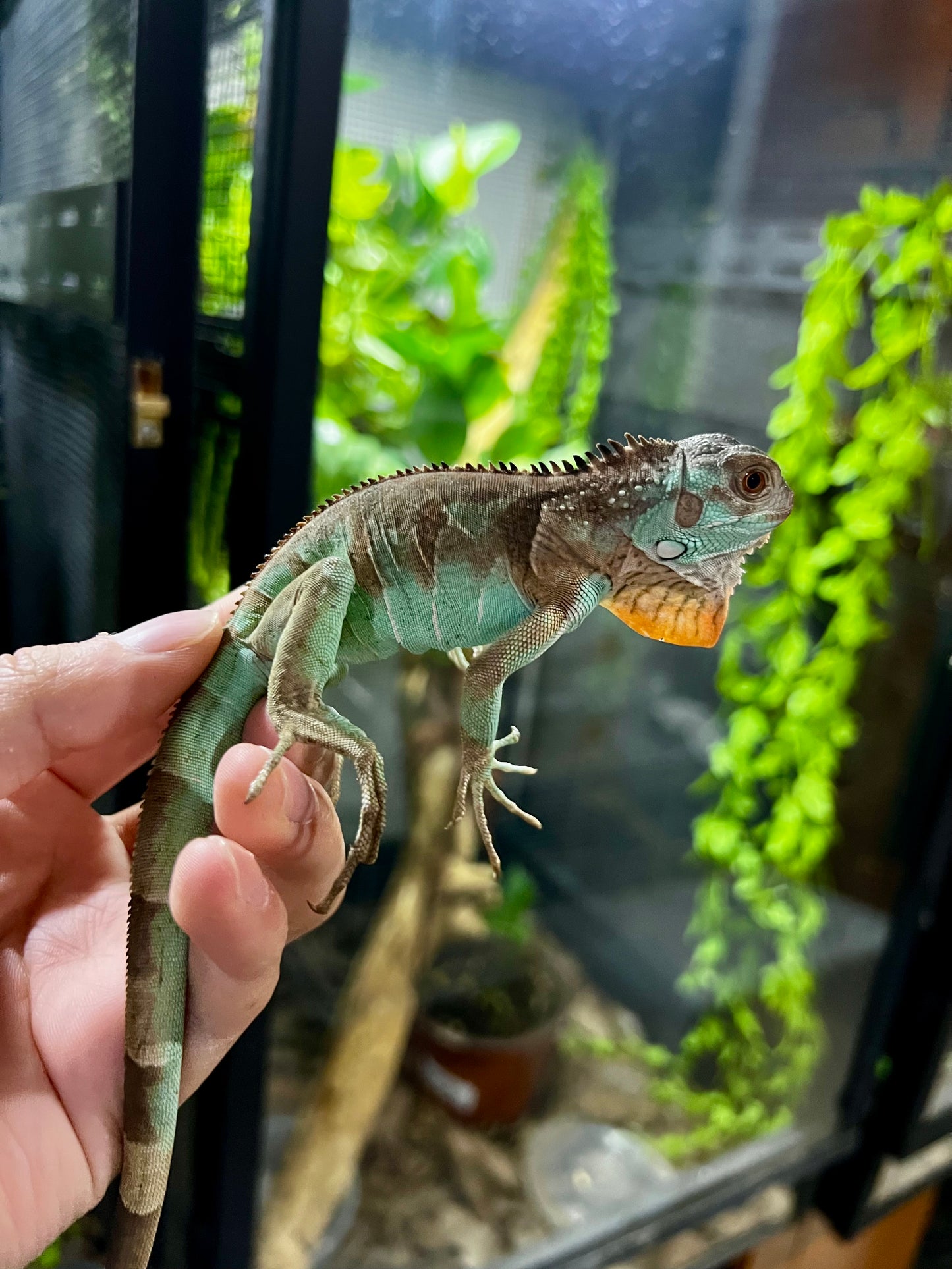 IGUANA AXHANTIC RED 2025