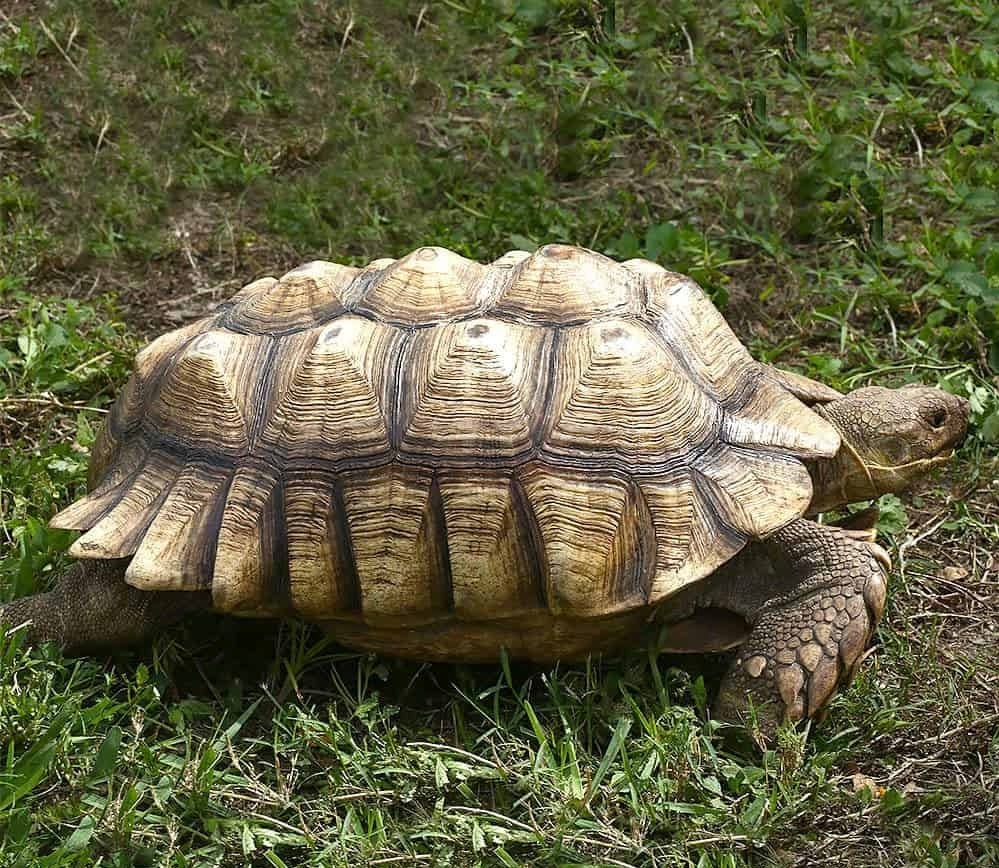 Sulcata adulta macho 50kilos aproximadamente y 50-60 cm de plastron (aprox 10 años de vida)