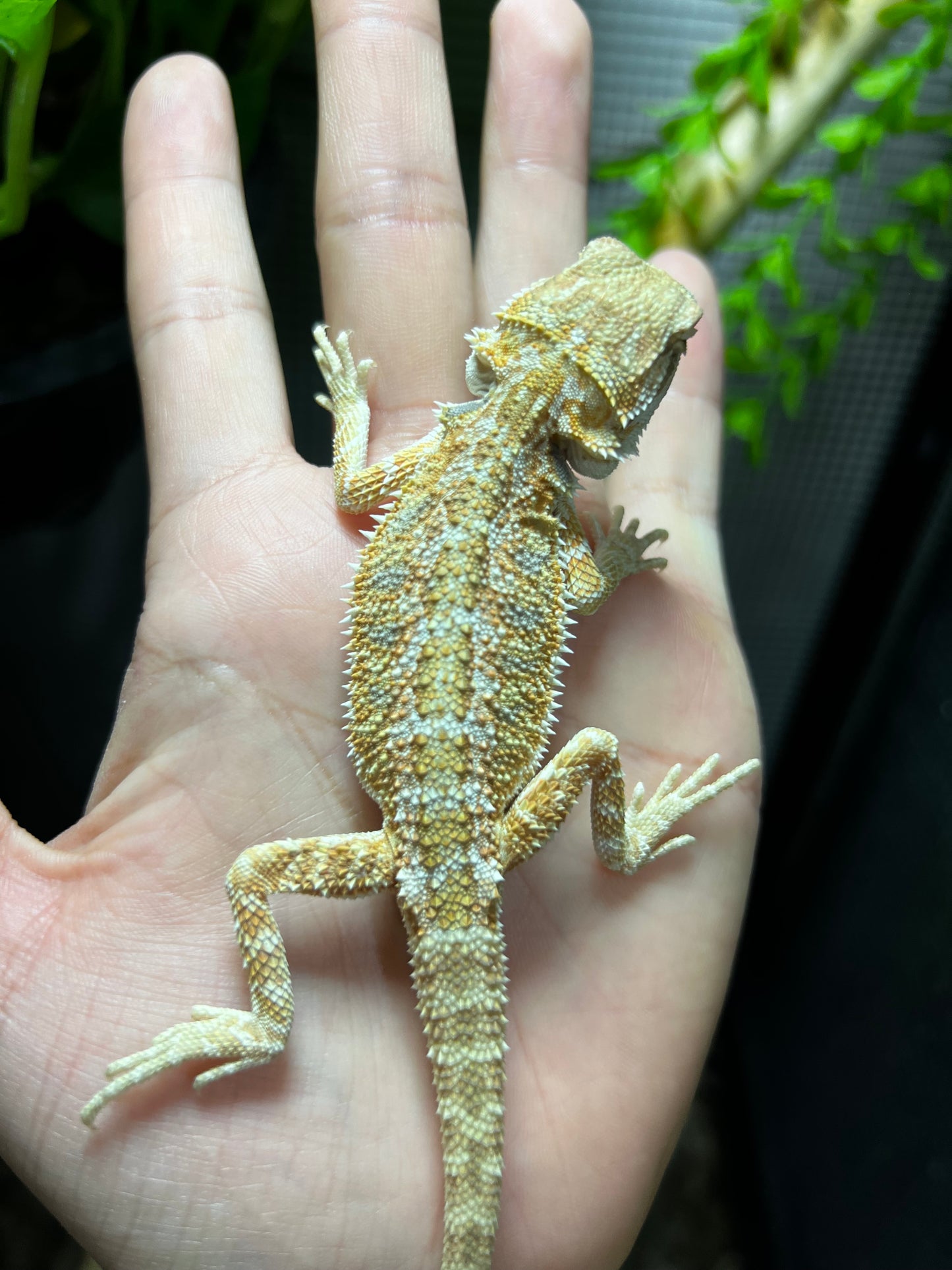 DRAGÓN BARBUDO 7