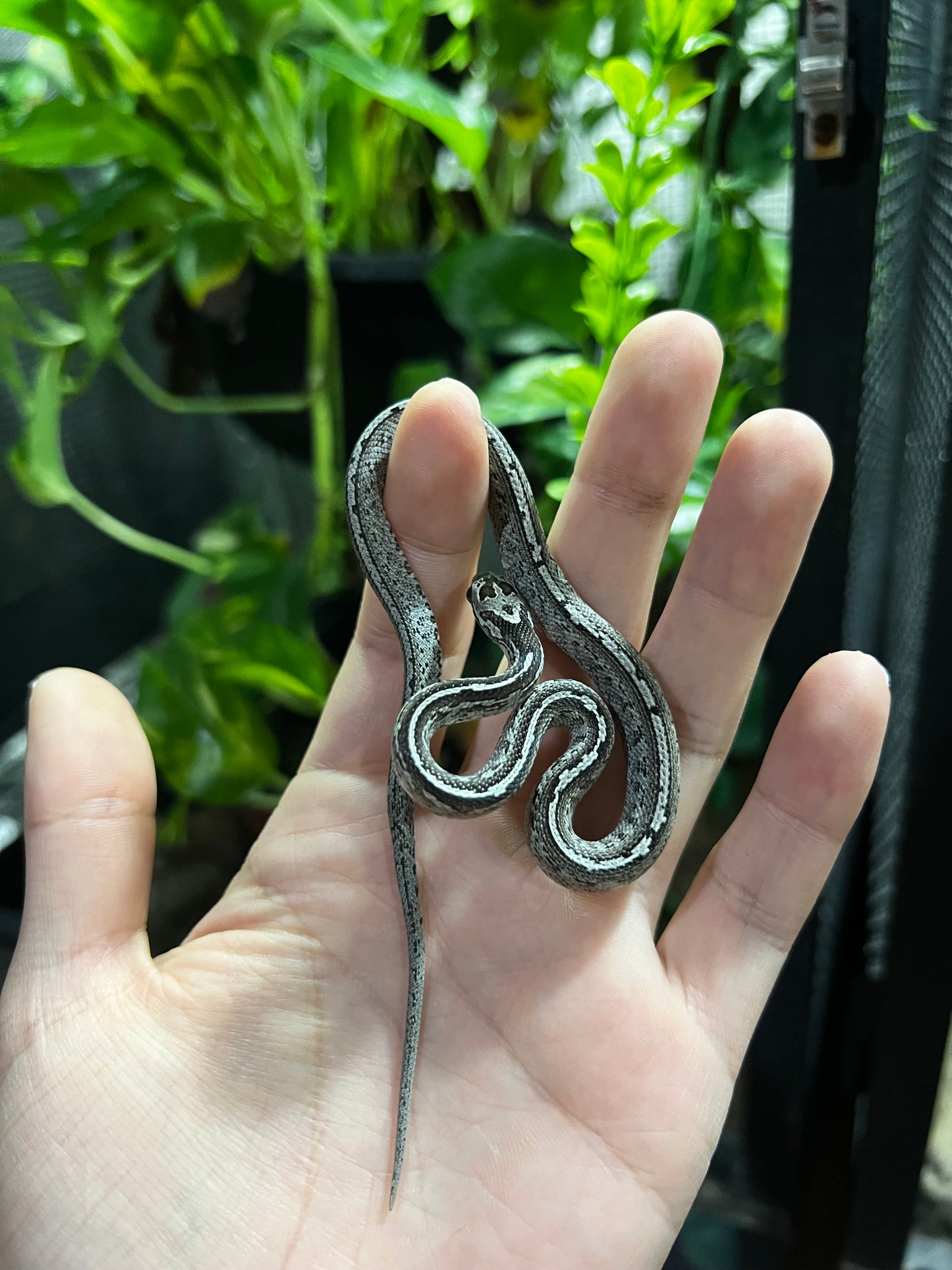 SERPIENTE MAICERA TESSERA GHOST HEMBRA 8
