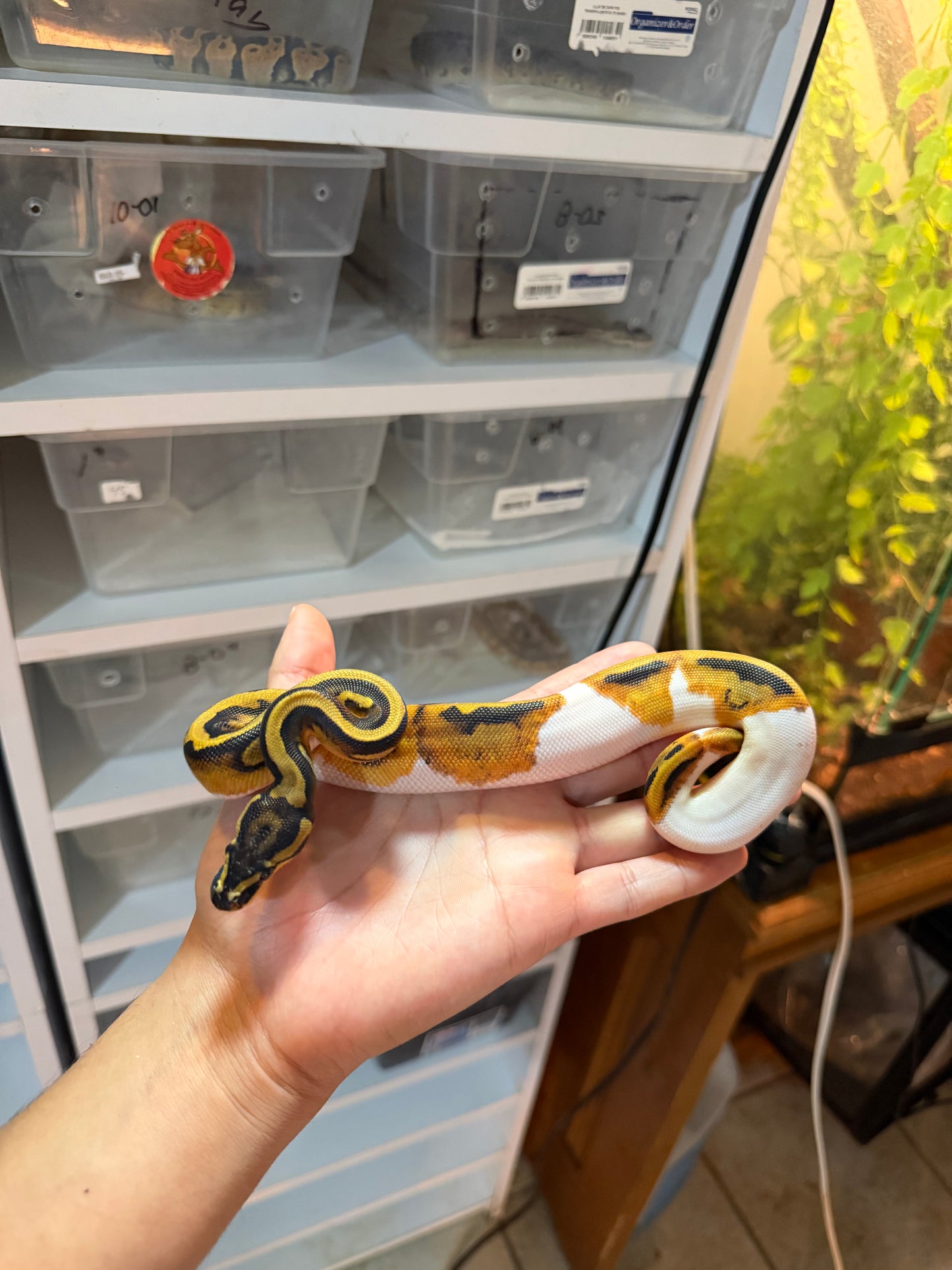 PITÓN BOLA PIED HEMBRA 18-06
