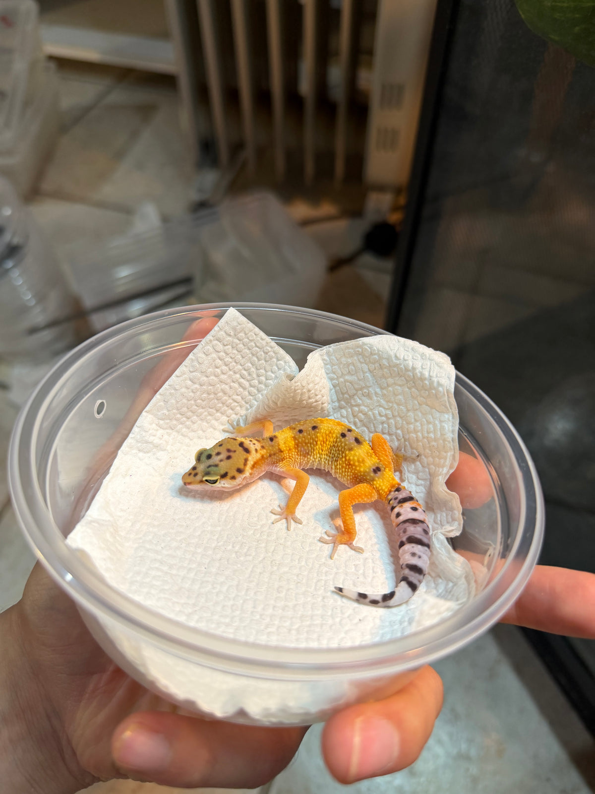 GECKO LEOPARDO HIGH YELLOW POSS HET RAINWATER INCUBADO PARA HEMBRA 153