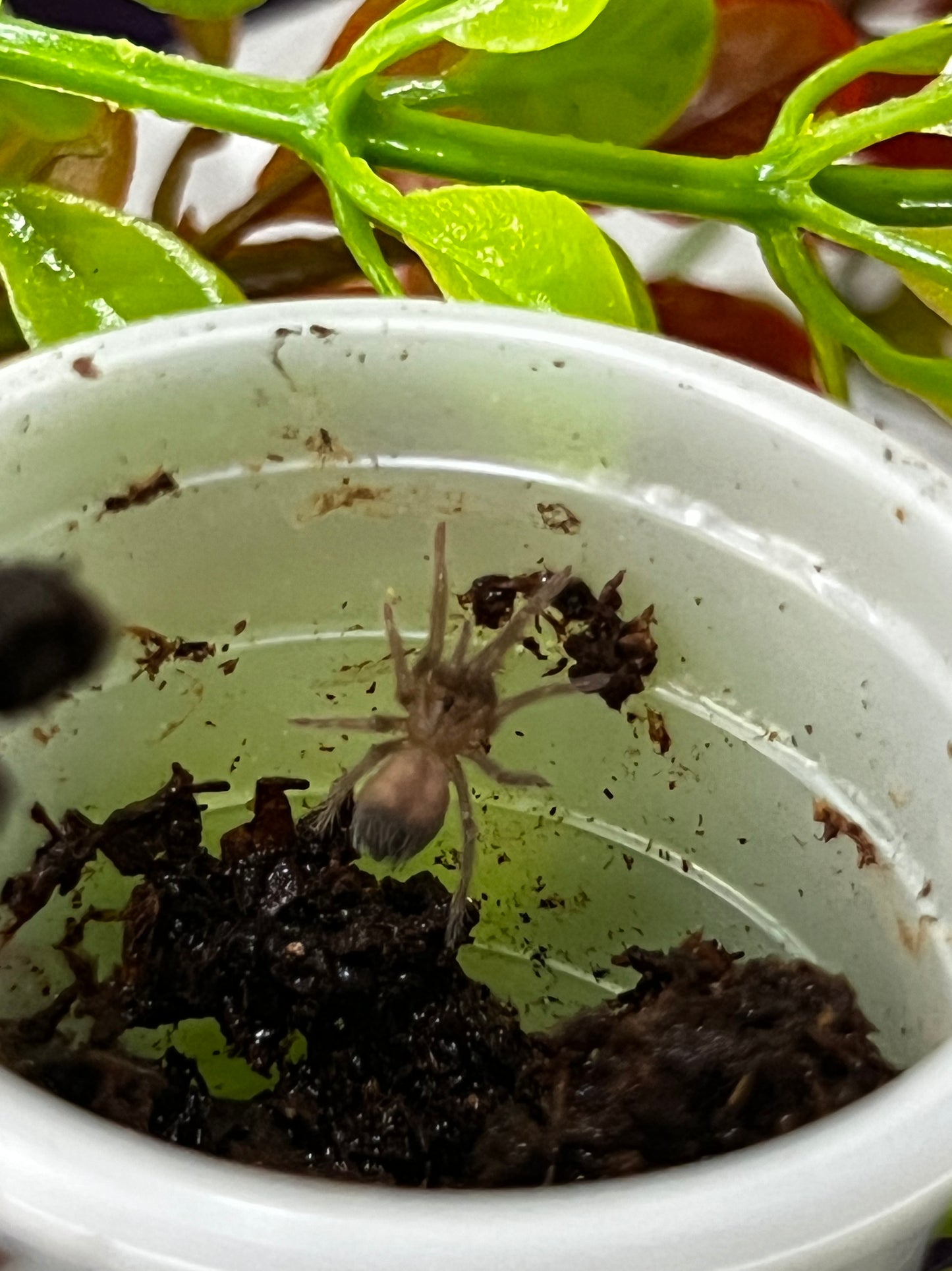Ling de tarántula de pelo rizado (Tliltocatl albopilosus) anexo última foto de un ejemplar adulto