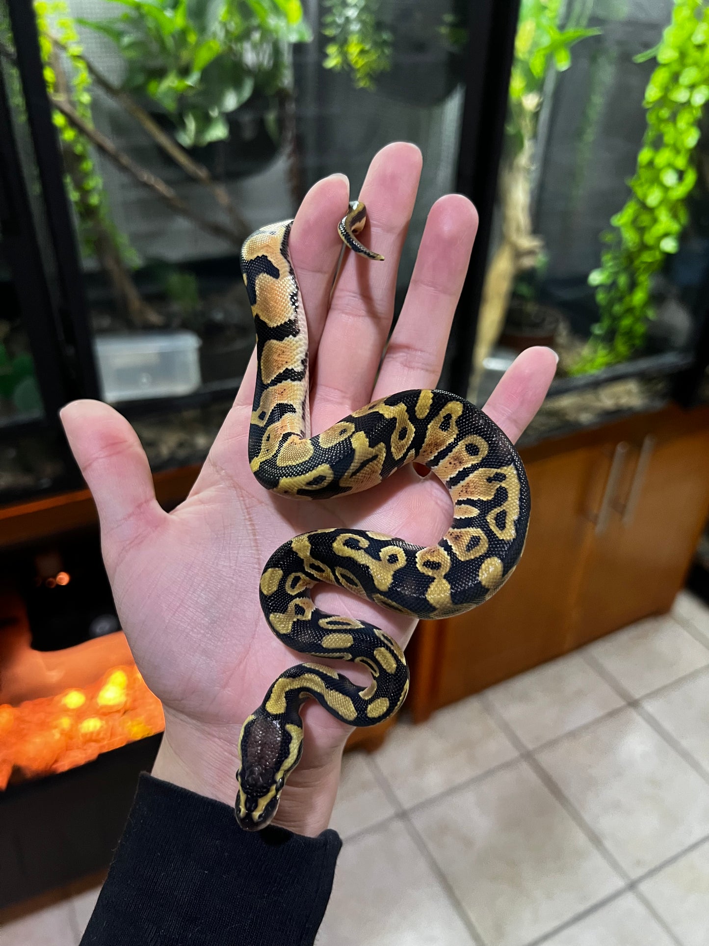 PASTEL MACHO 64