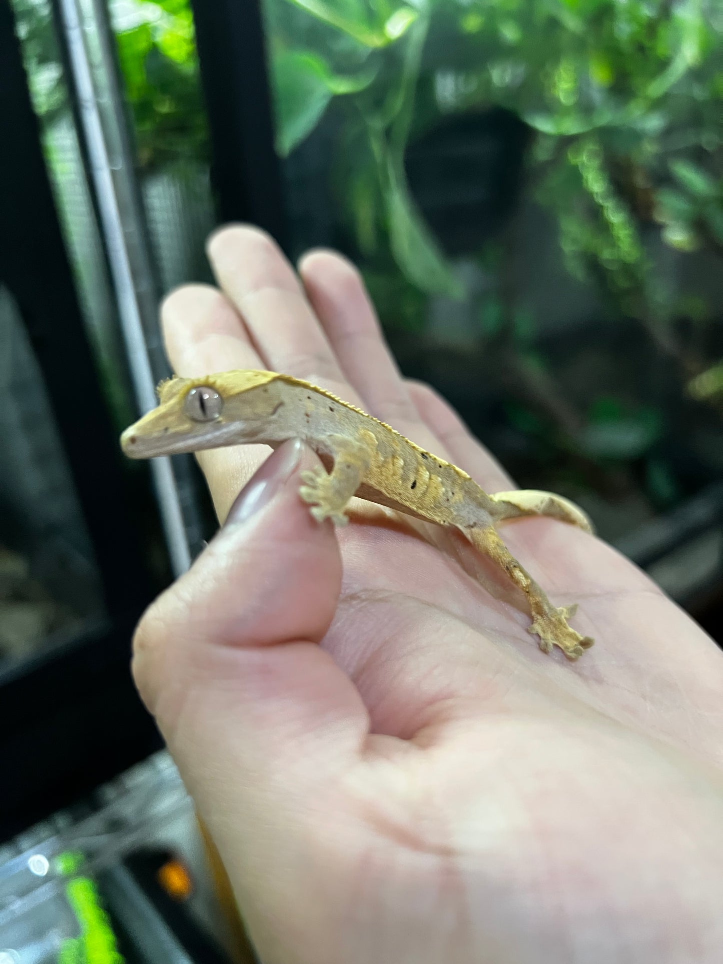 GECKO CRESTADO Harleyqueen dalmatian