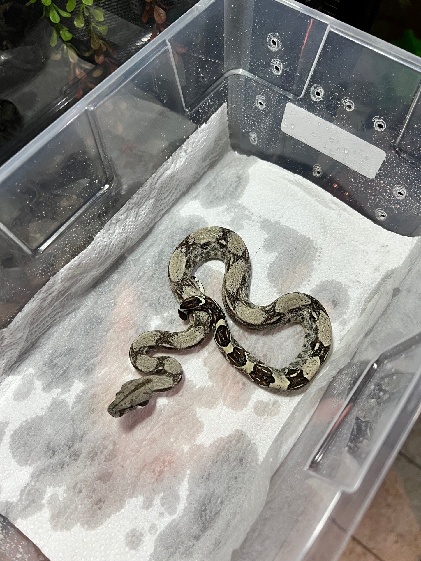 BOA COLOMBIANA 50% HET KHAL ANERY HEMBRA 15/49