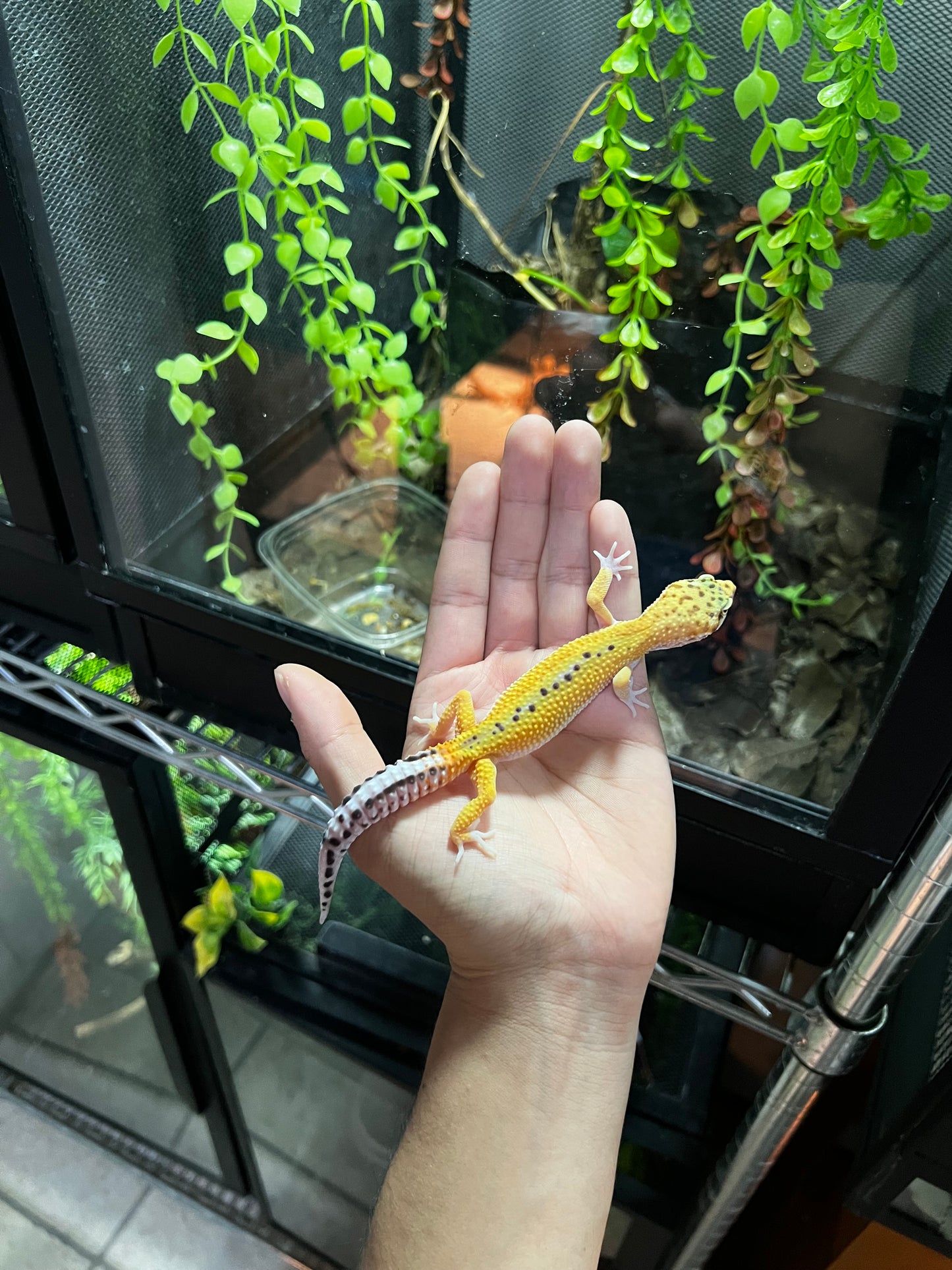 HYPO HET TREMPER HEMBRA JUVENIL