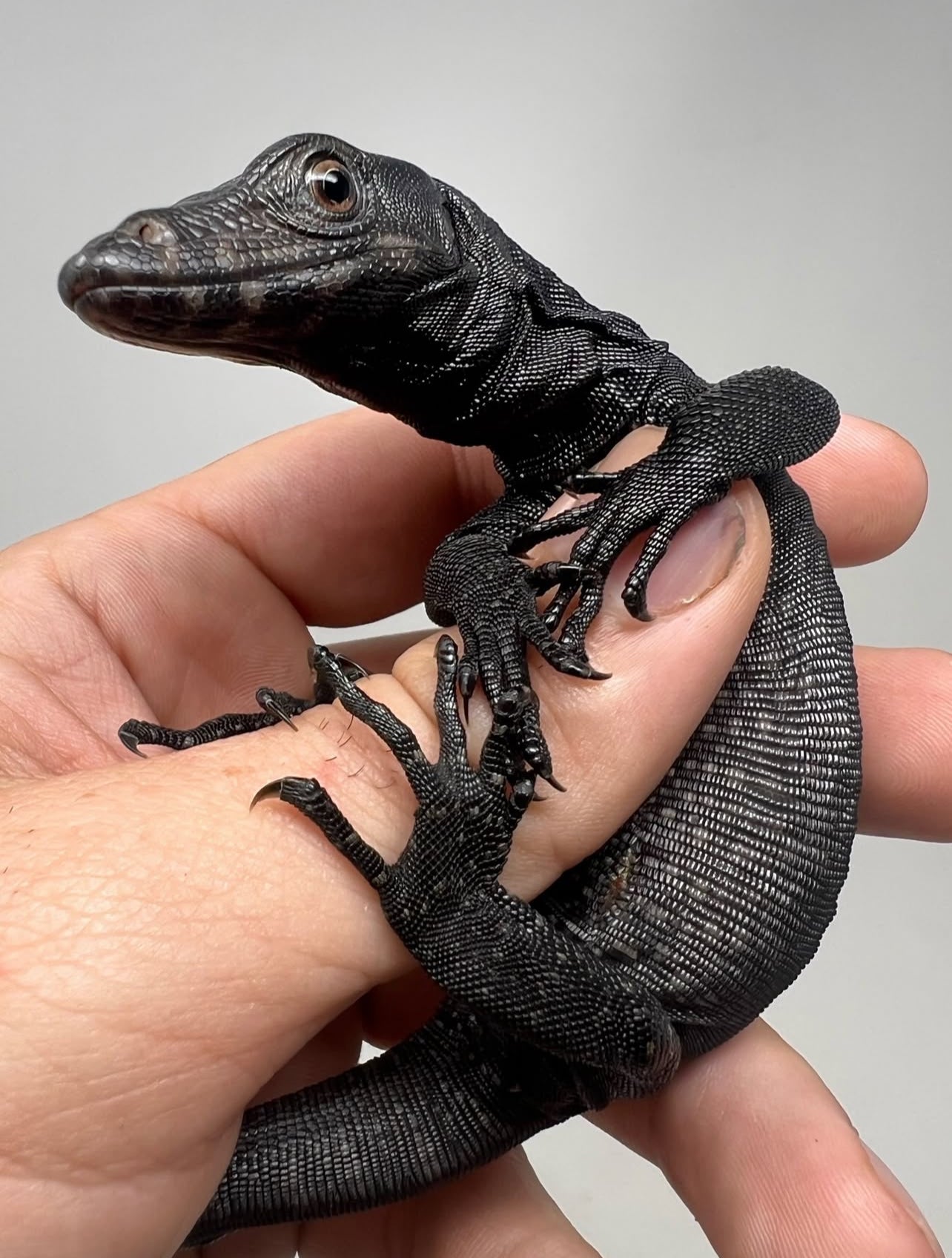 BLACK DRAGÓN