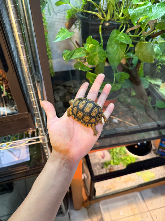 TORTUGA LEOPARDO 5 (Stigmochelys pardalis) CITES2025