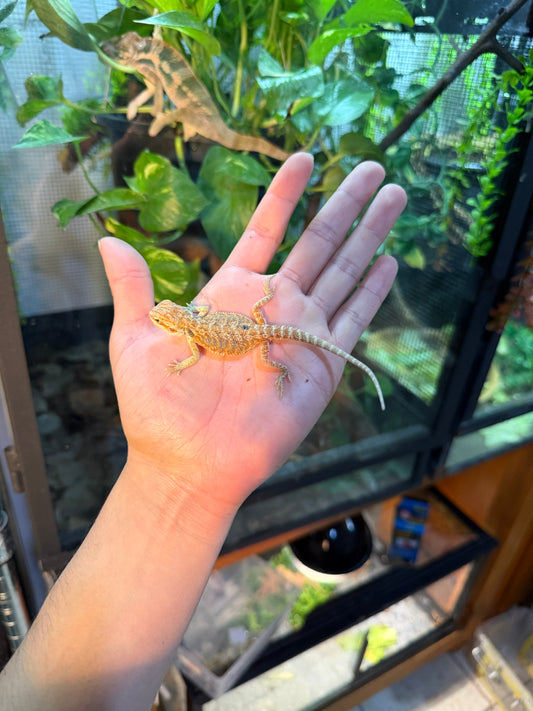 DRAGÓN BARBUDO NOMINAL 1P