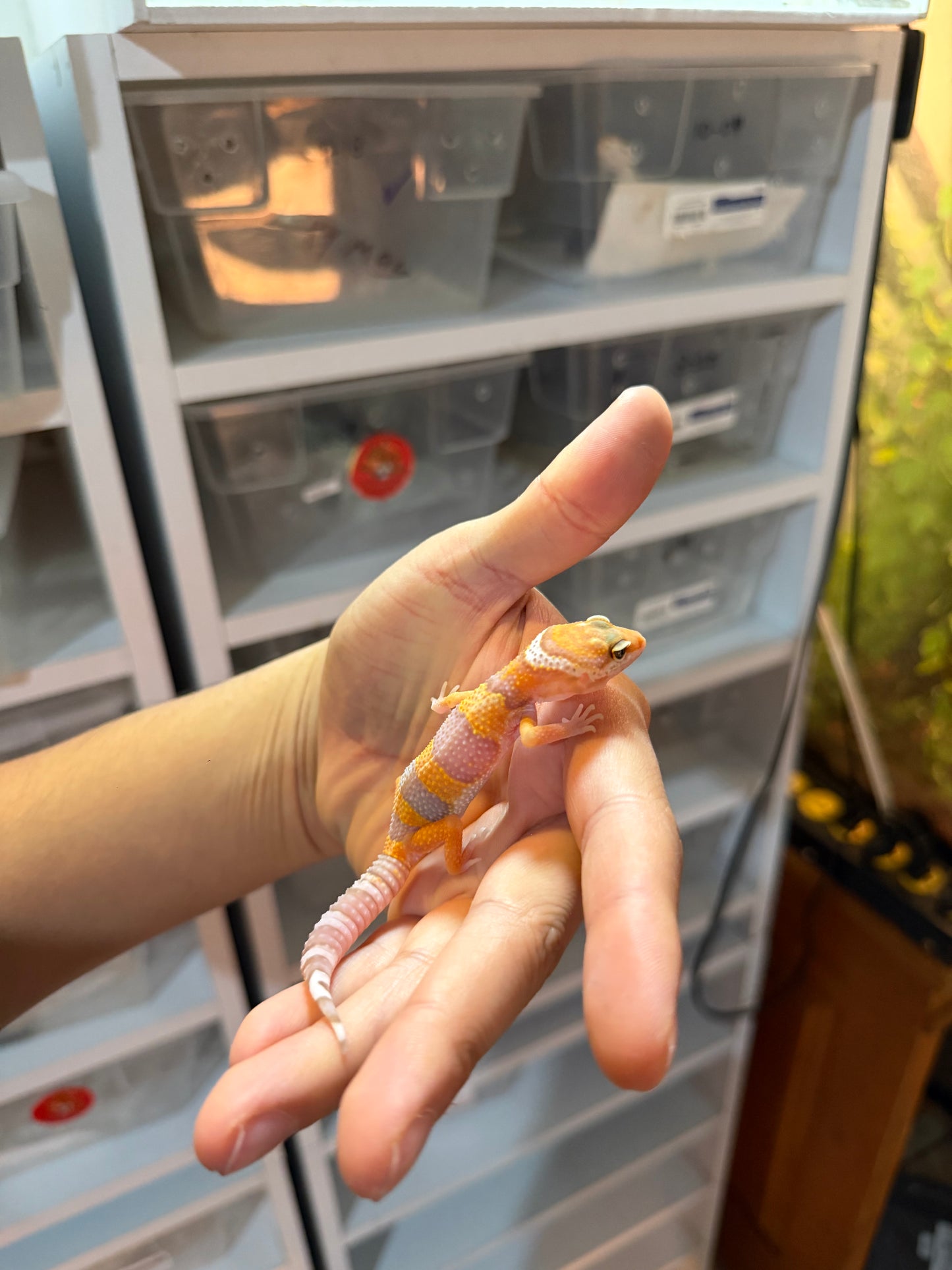 GECKO LEOPARDO RAINWATER MACHO 060