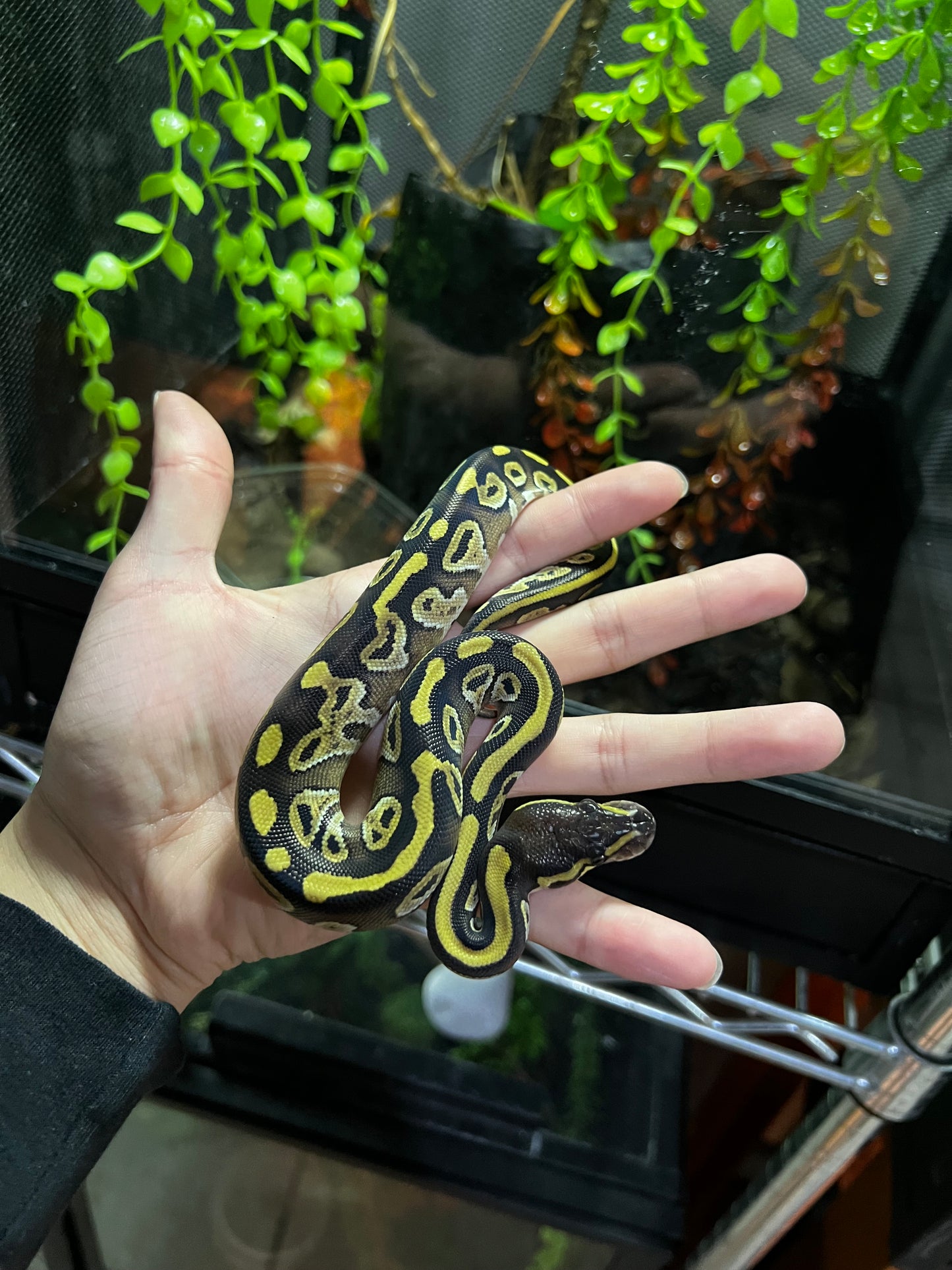 MOJAVE HEMBRA 60