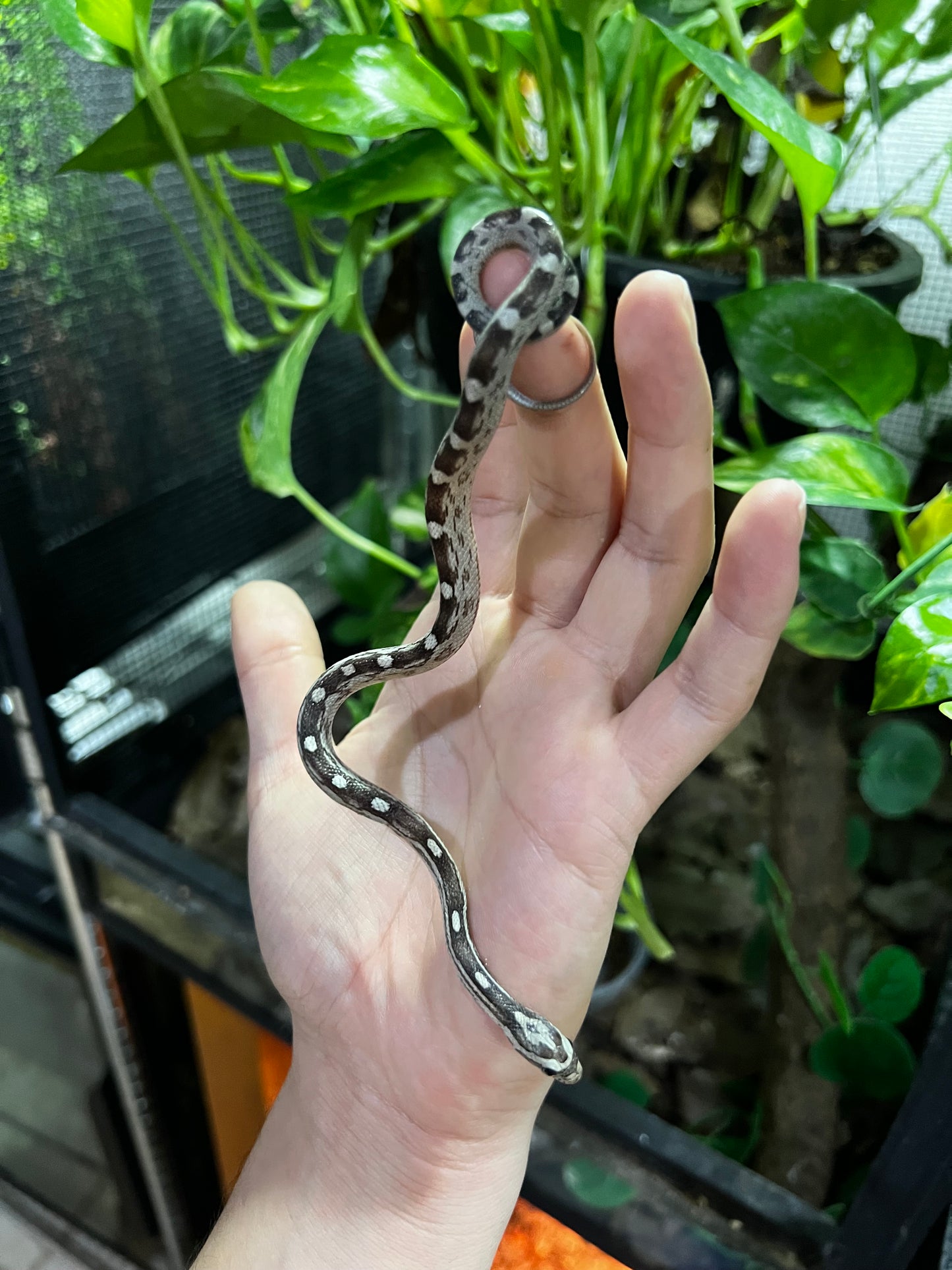 SERPIENTE MAICERA MOTLEY ANERY HEMBRA 12