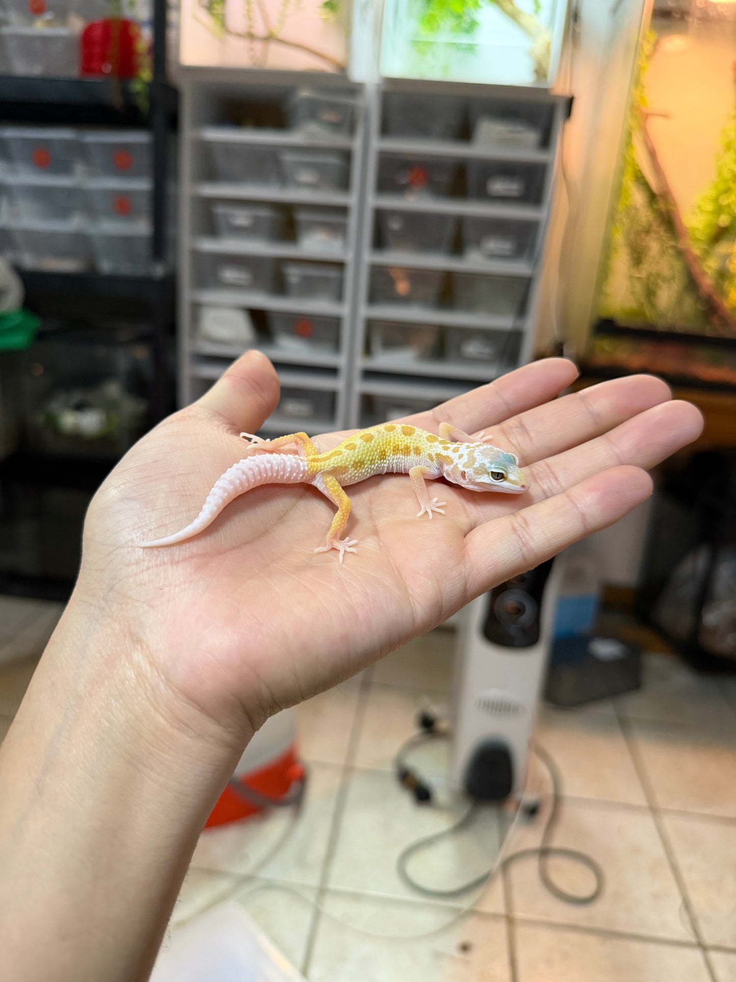 GECKO LEOPARDO RAINWATER MURPHY PATTERNLESS 045 MACHO