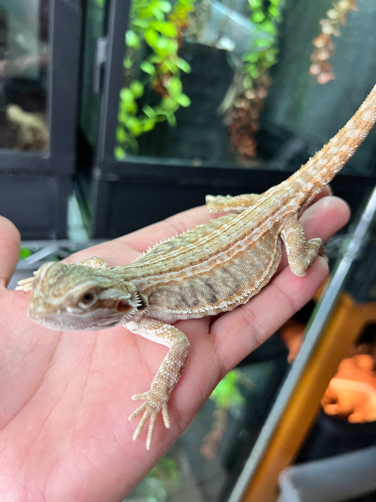 Dragón barbudo leatherback