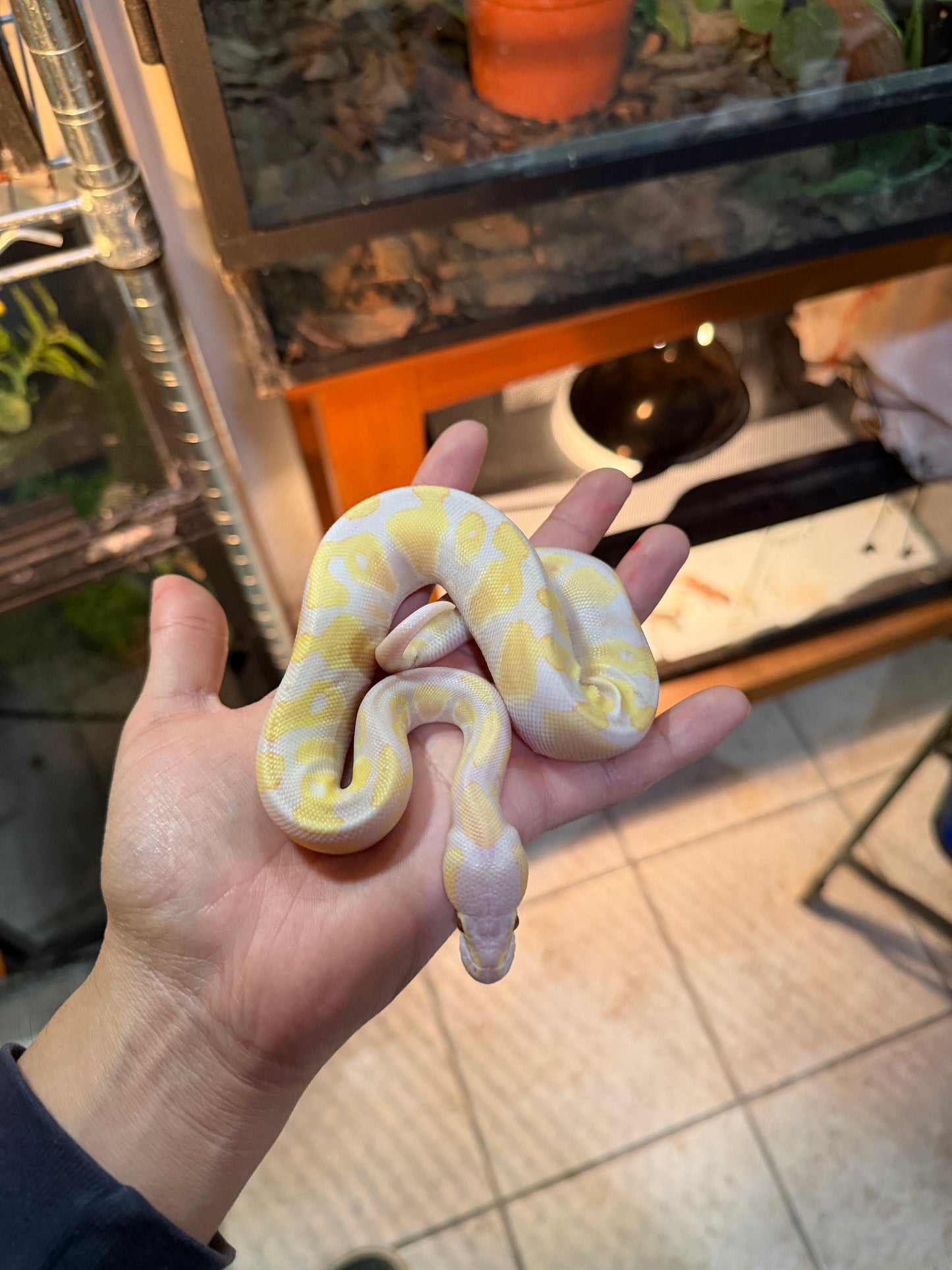 LAVENDER ORANGE DREAM MACHO