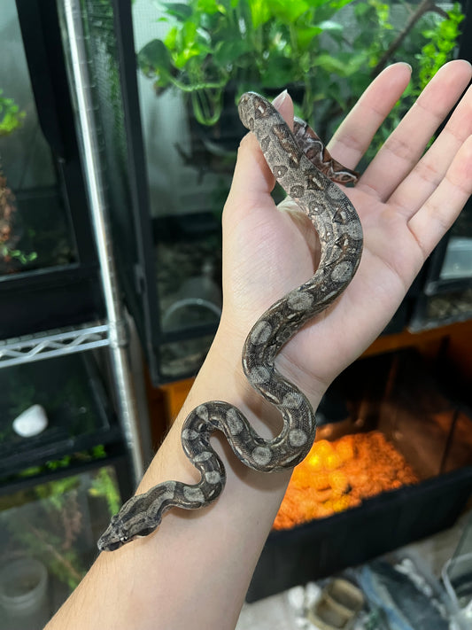 LOCALIDAD OAXACA HEMBRA 73