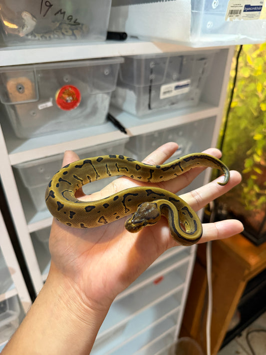 PITÓN BOLA ENCHI PINSTRIPE HEMBRA 10-04