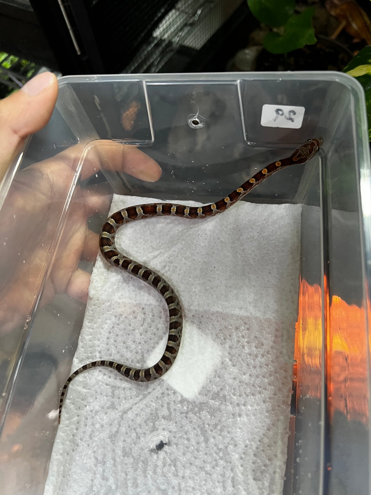 SERPIENTE MAICERA NOMINAL MACHO 29