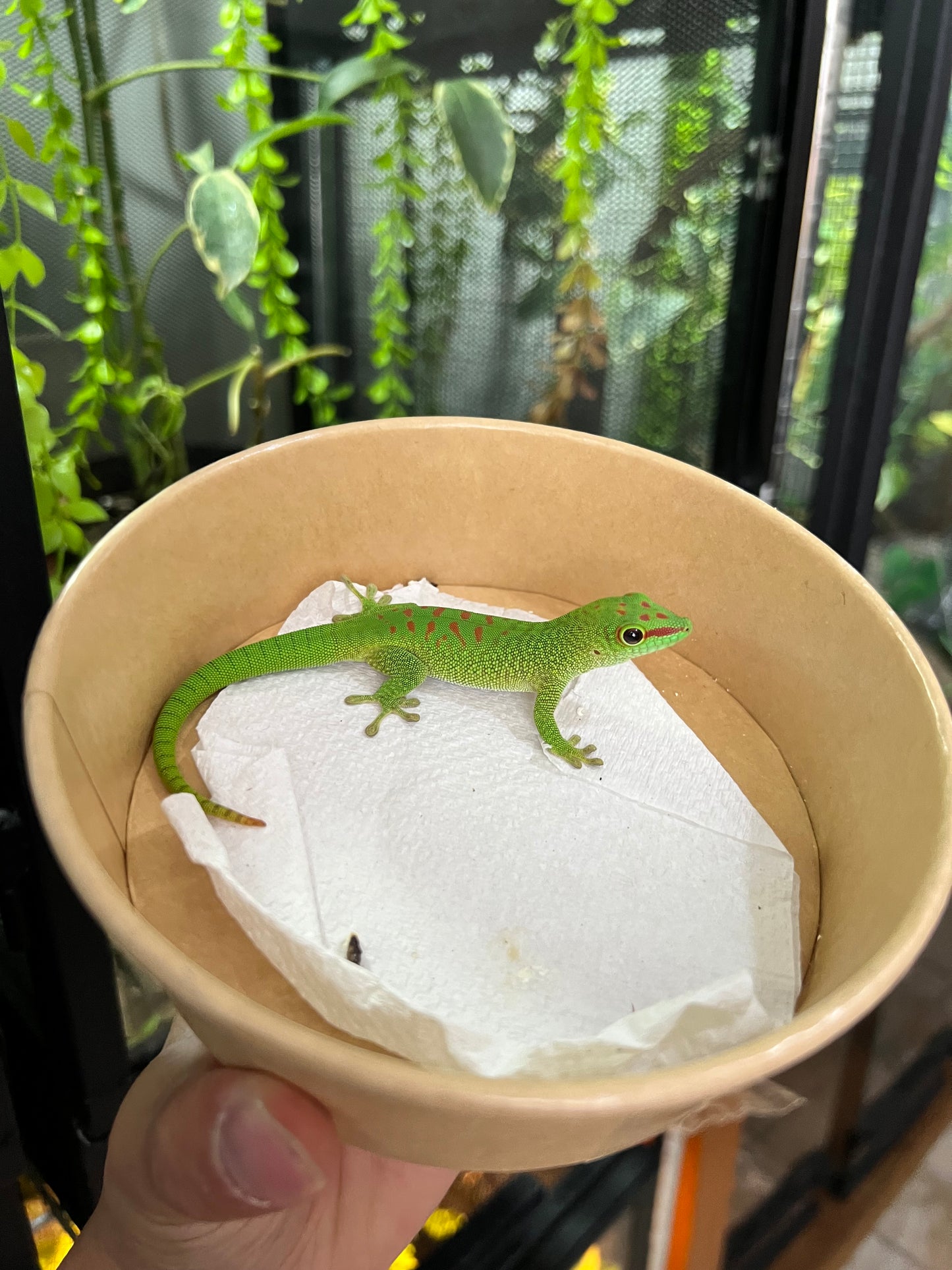 Gecko gigante de Madagascar 22