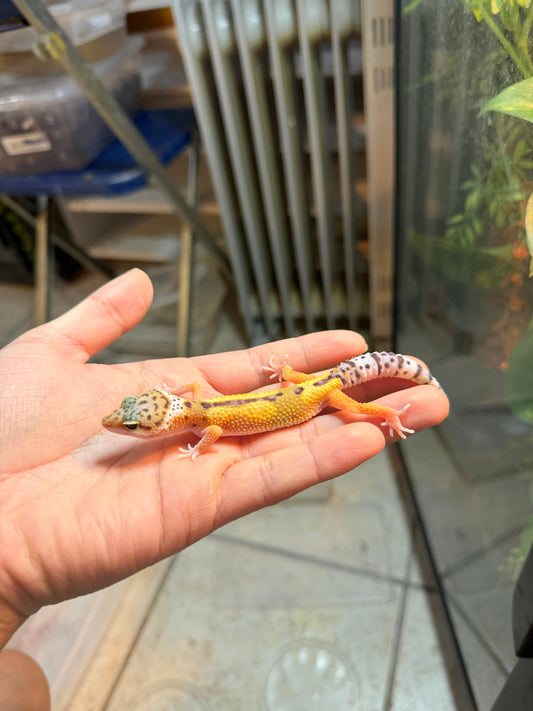 GECKO LEOPARDO HIGH YELLOW HET TYPHOON INCUBADO PARA HEMBRA 139