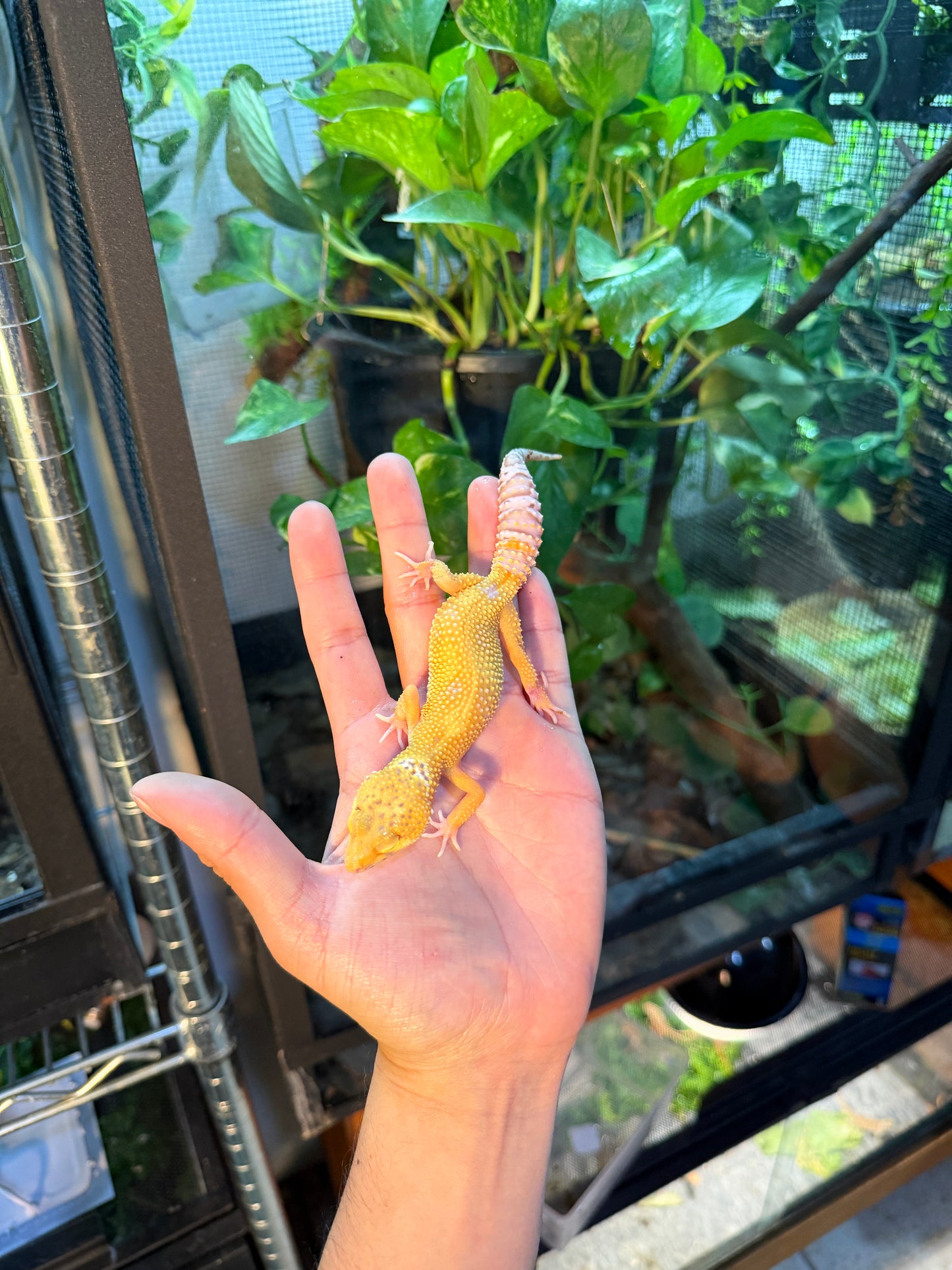 GECKO LEOPARDO SUNGLOW BELL HET ECLIPSE 096