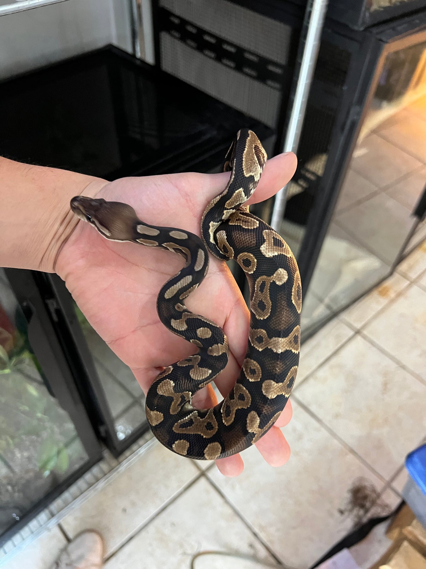 CINNAMON YB