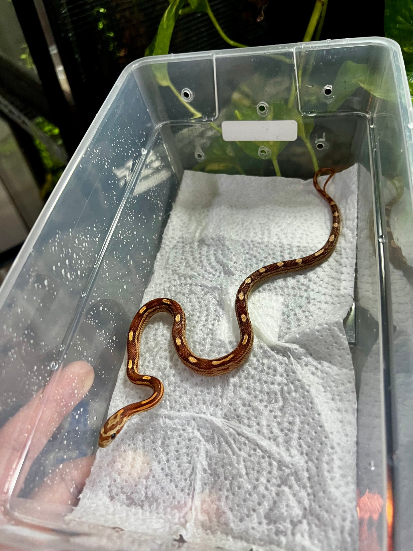 SERPIENTE MAICERA MOTLEY MACHO 11