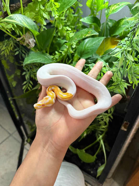 PITÓN BOLA PIED ALBINA HEMBRA 2