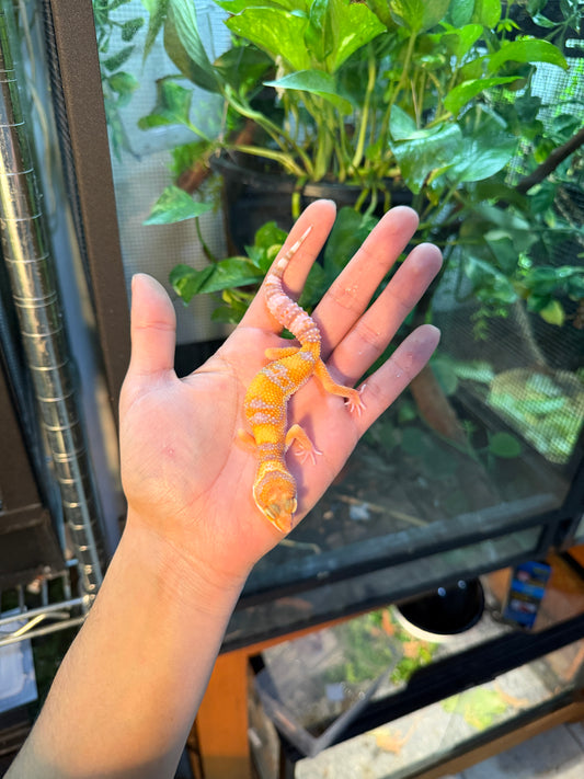 GECKO LEOPARDO RAINWATER HET TYPHOON 103