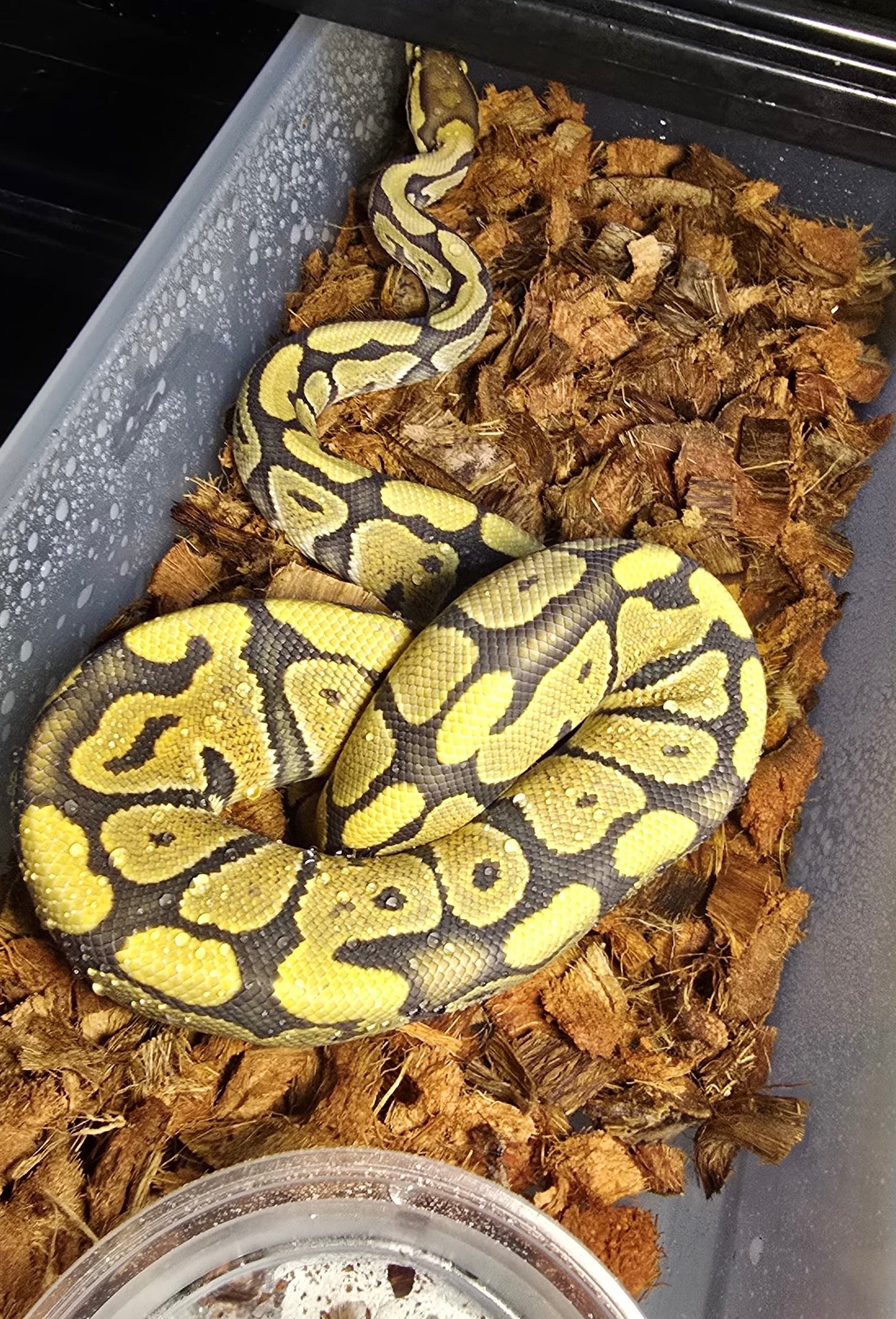 Pitón bola HYPO het clown macho 2