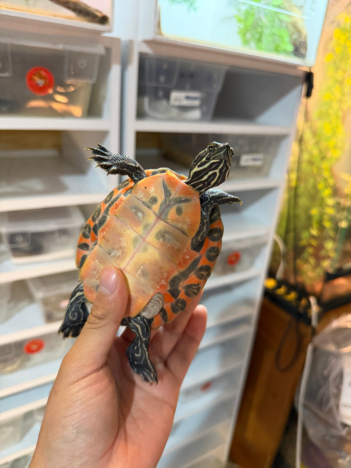 Tortuga panza roja juvenil (pseudemys rubriventris)