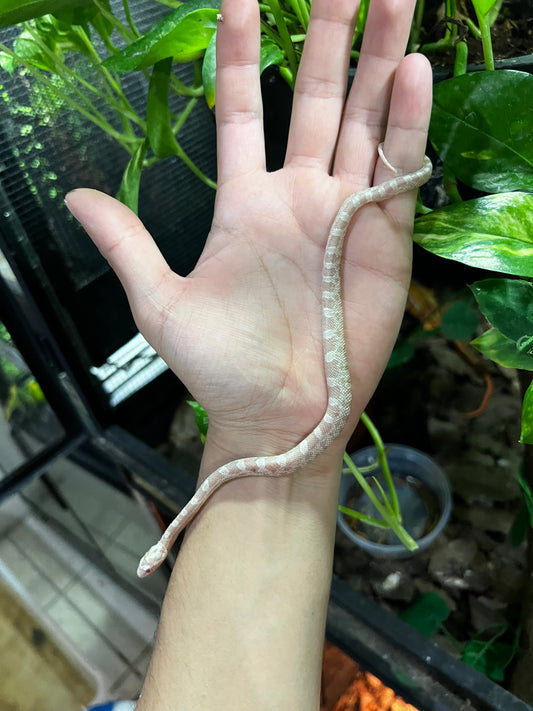 SERPIENTE MAICERA SNOW HEMBRA 40