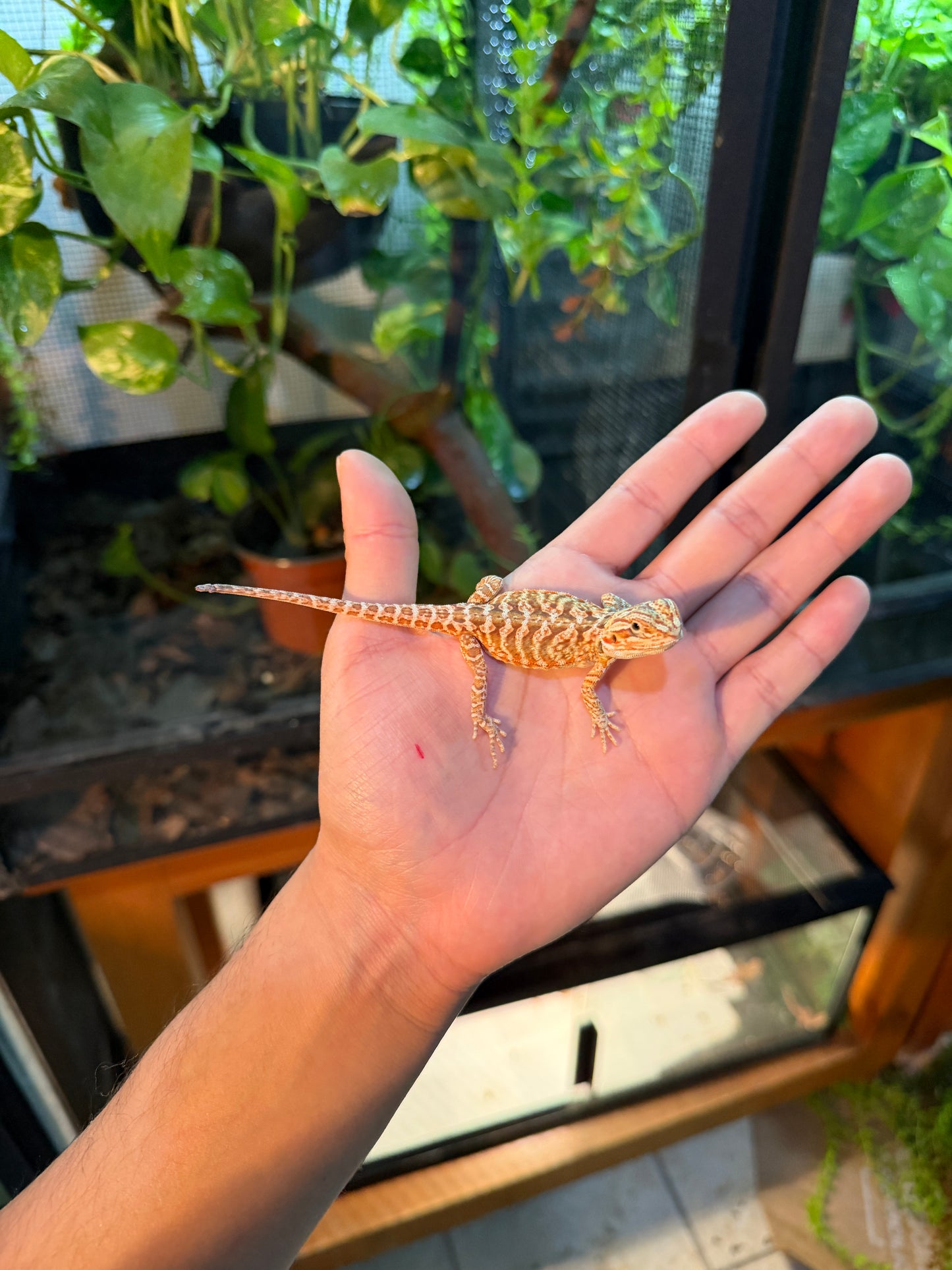 DRAGÓN BARBUDO HYPO LEATHERBACK 4