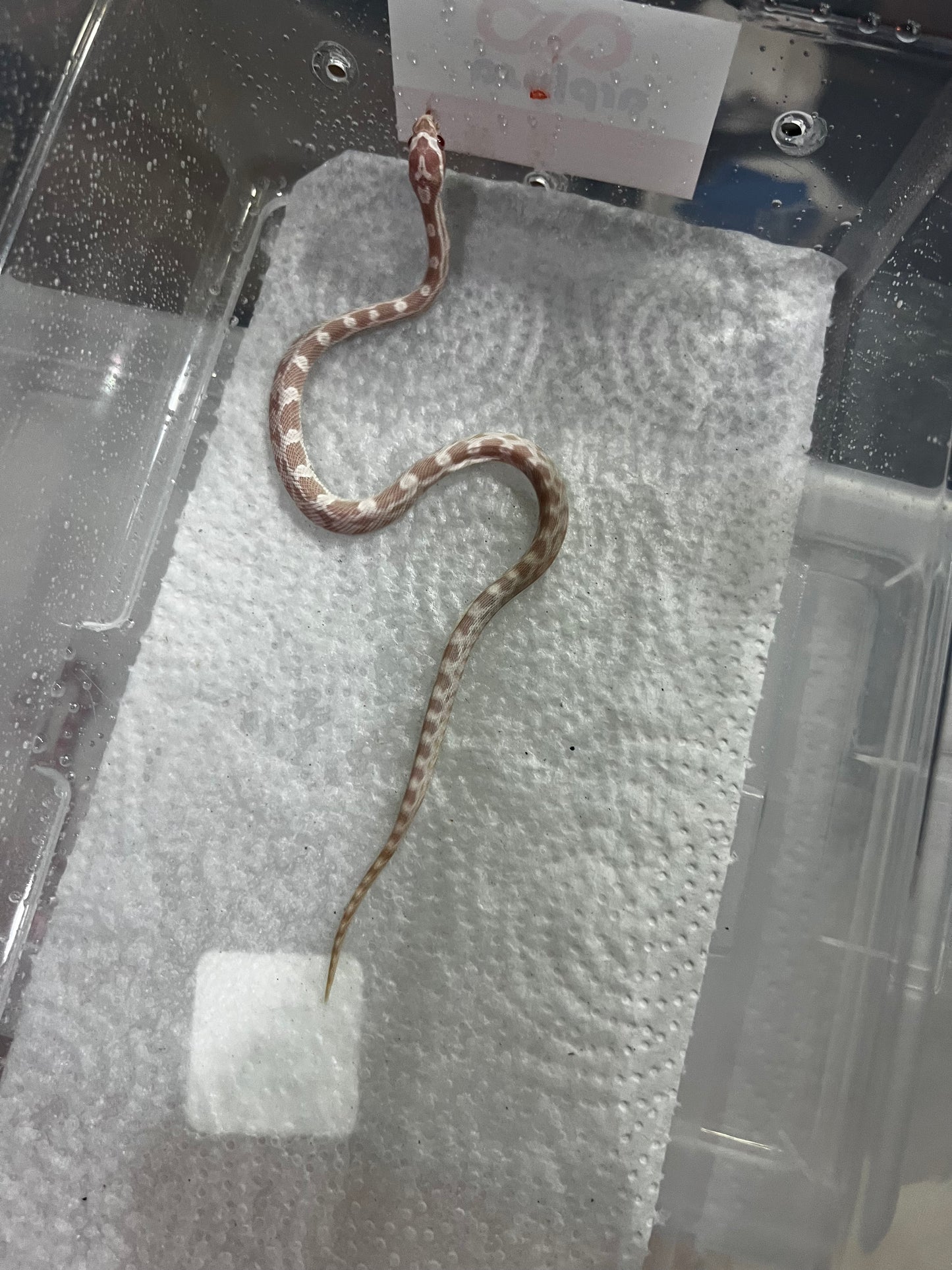 SERPIENTE MAICERA SNOW HEMBRA 42