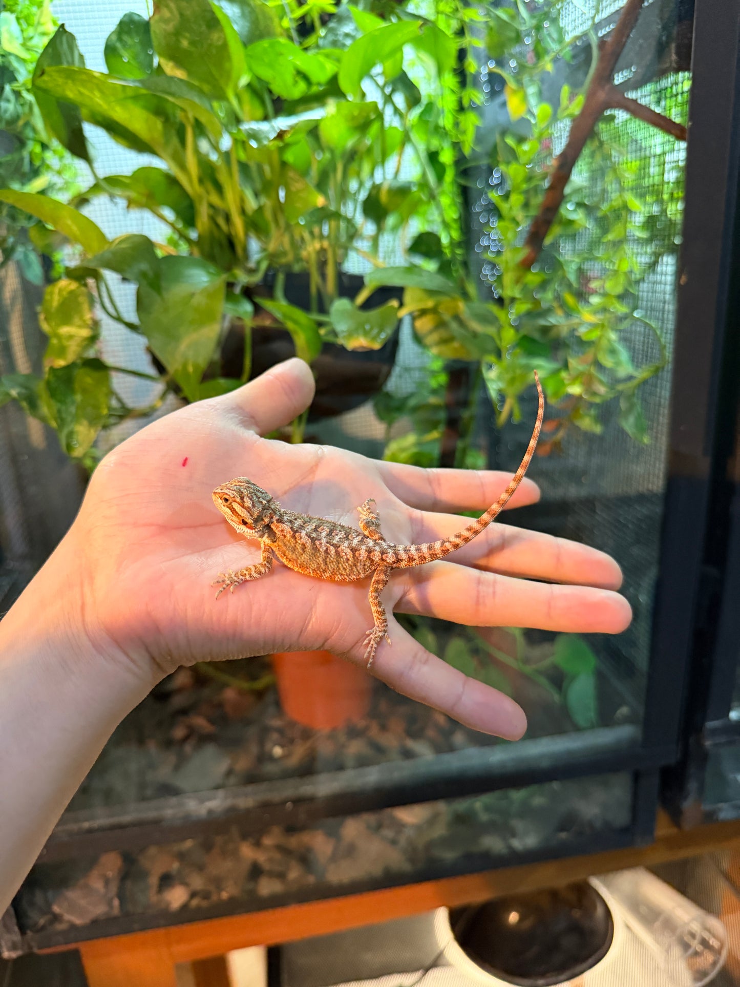 DRAGÓN BARBUDO HYPO 10